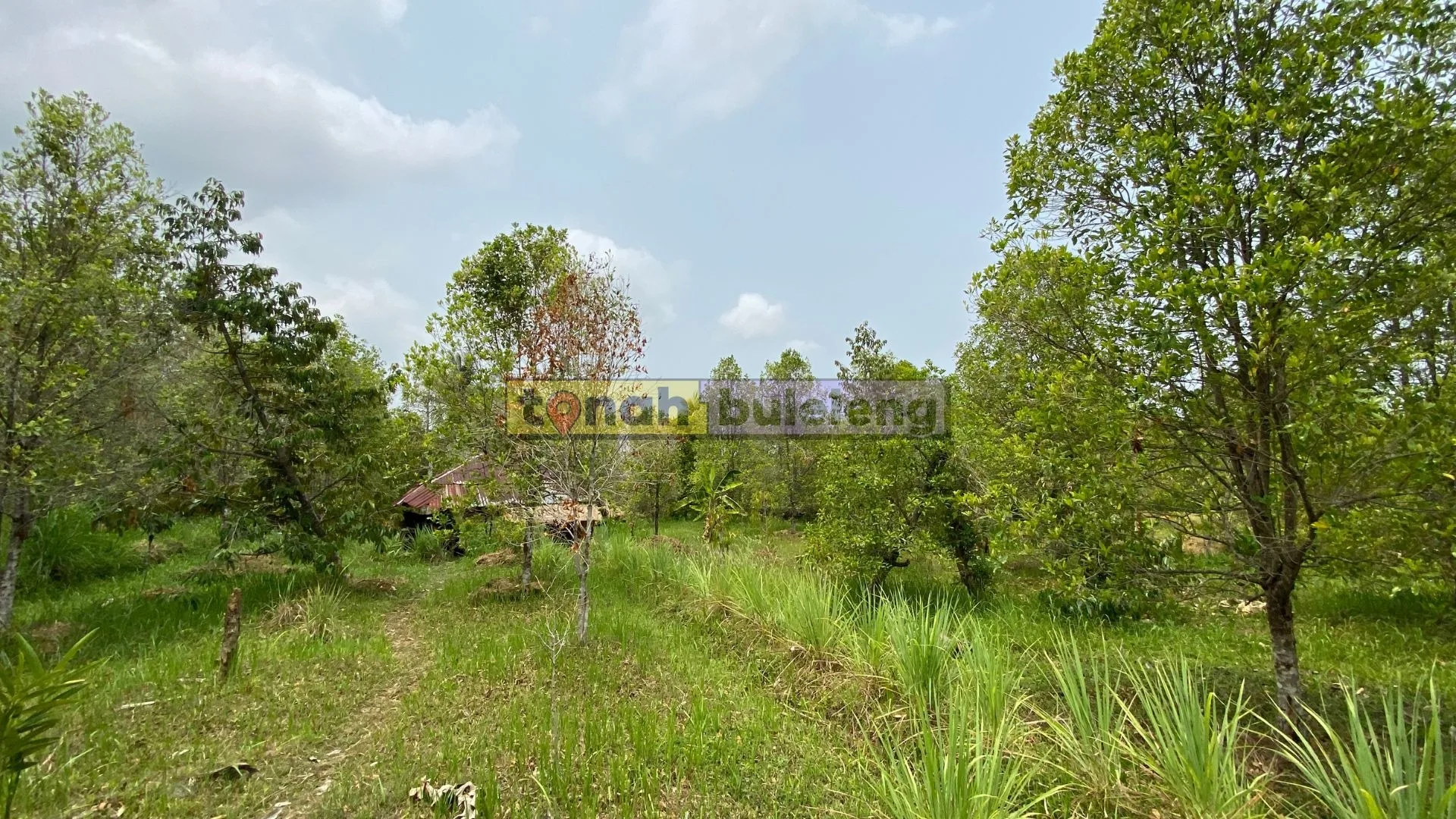 Tanah Buleleng - Dijual Tanah Kebun Cengkeh Produktif 75 are di Sukasada - gambar 3