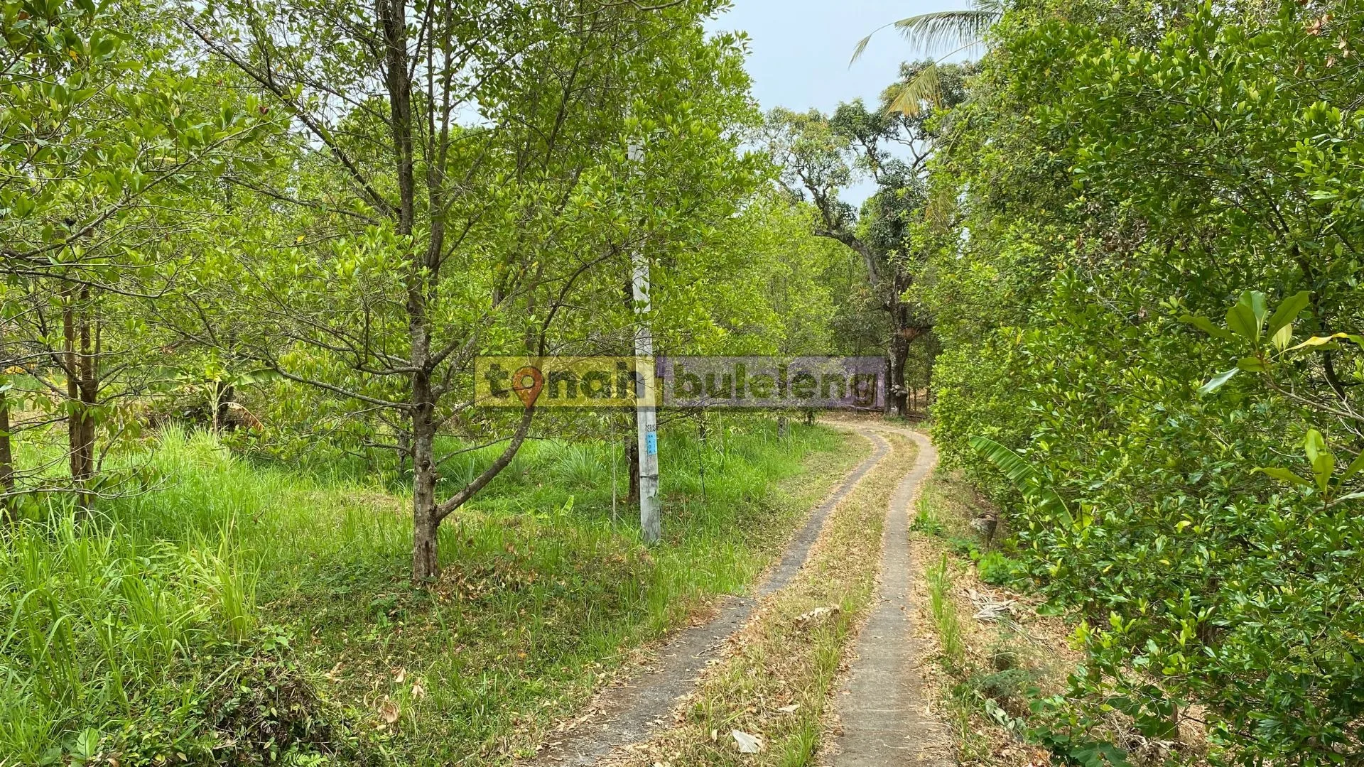 Tanah Buleleng - Dijual Tanah Kebun Cengkeh Produktif 75 are di Sukasada - gambar 4