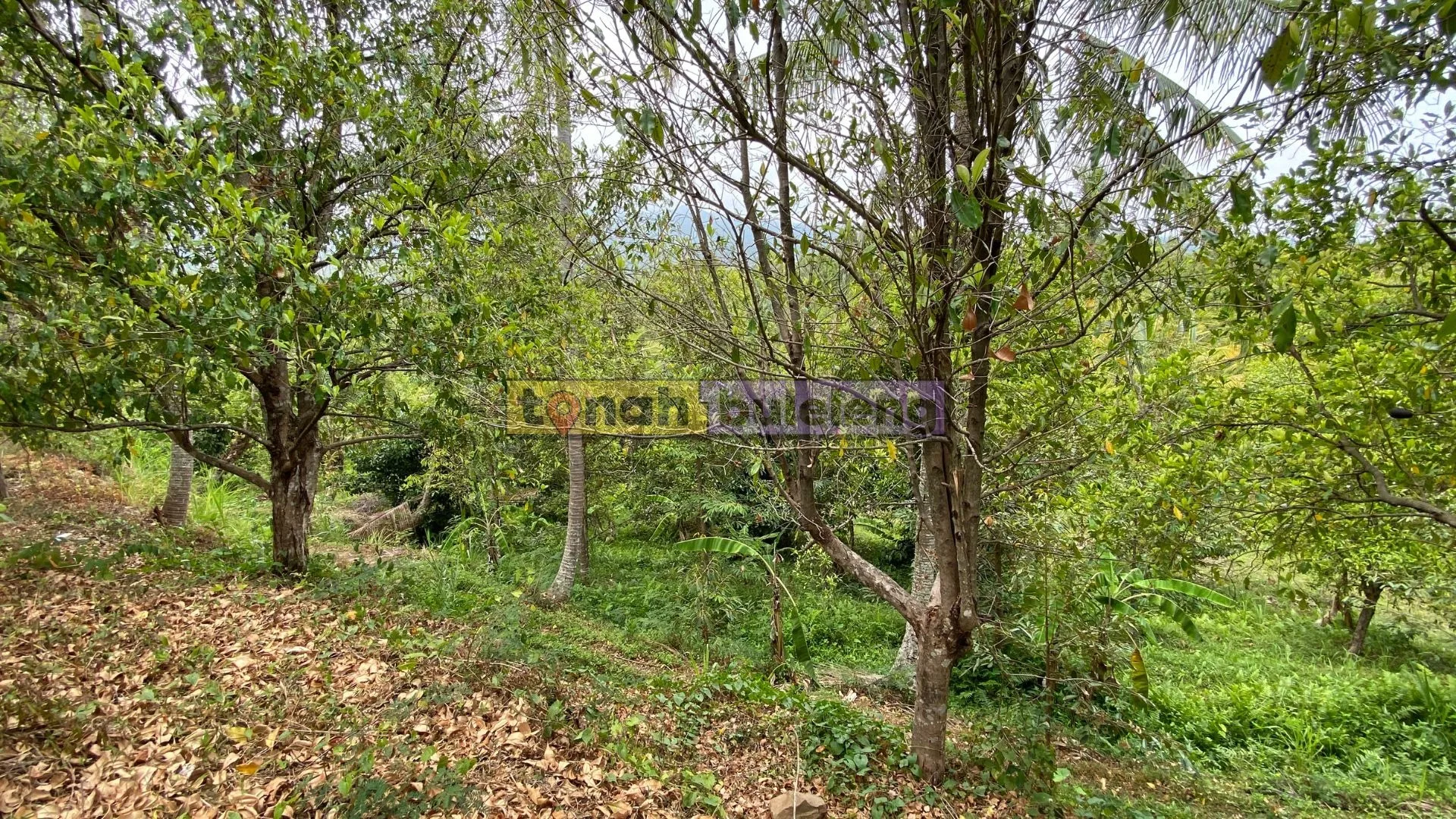Tanah Buleleng - Dijual Tanah Kebun Cengkeh Produktif 75 are di Sukasada - gambar 5