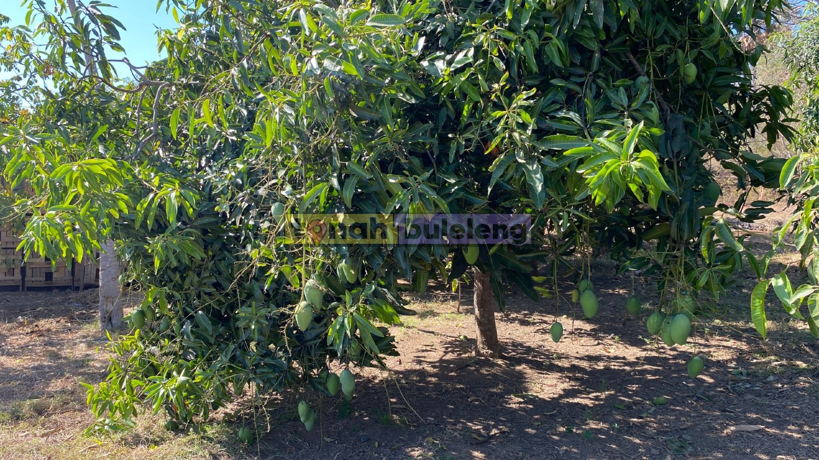 Tanah Buleleng - Dijual tanah kebun dekat BTN Desa Bungkulan - gambar 1
