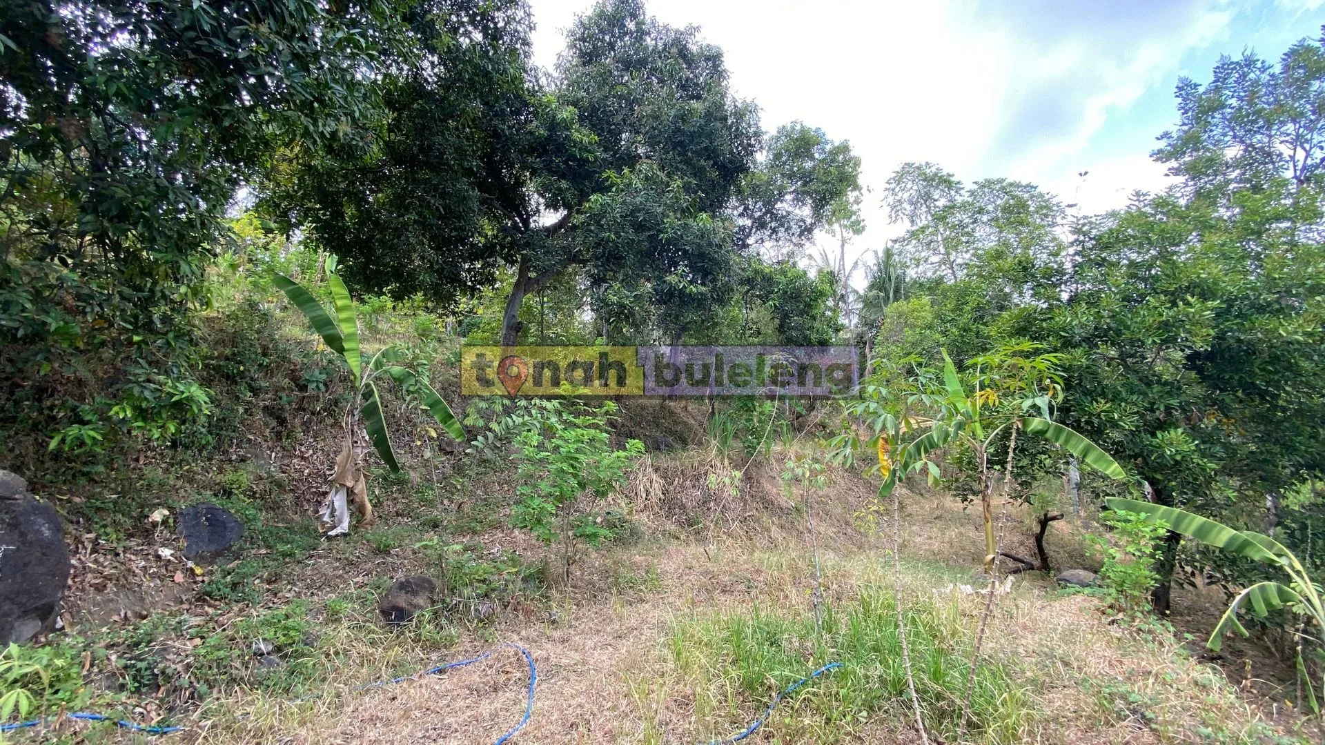 Tanah Buleleng - Dijual Tanah Kebun di Tegallinggah - gambar 4