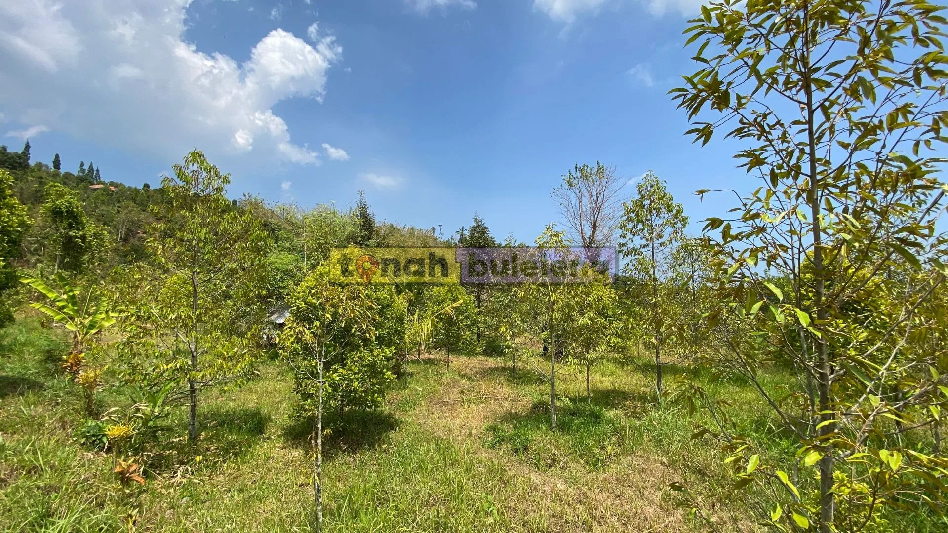 Tanah Buleleng - Dijual tanah kebun durian di Panji Anom - gambar 1