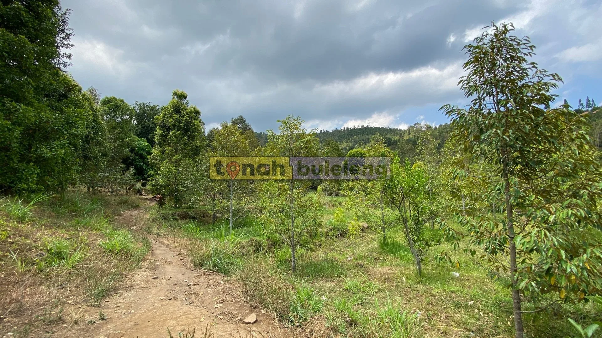 Tanah Buleleng - Dijual tanah kebun durian di Panji Anom - gambar 2