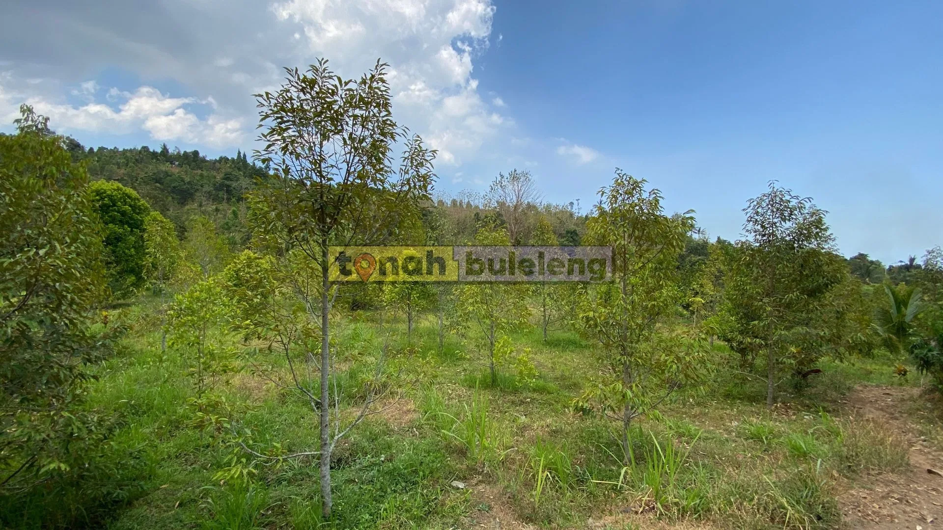Tanah Buleleng - Dijual tanah kebun durian di Panji Anom - gambar 3