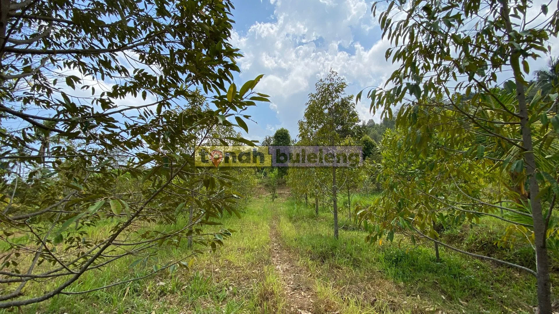 Tanah Buleleng - Dijual tanah kebun durian di Panji Anom - gambar 4