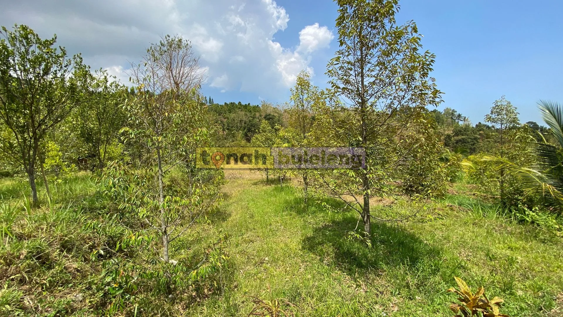Tanah Buleleng - Dijual tanah kebun durian di Panji Anom - gambar 5