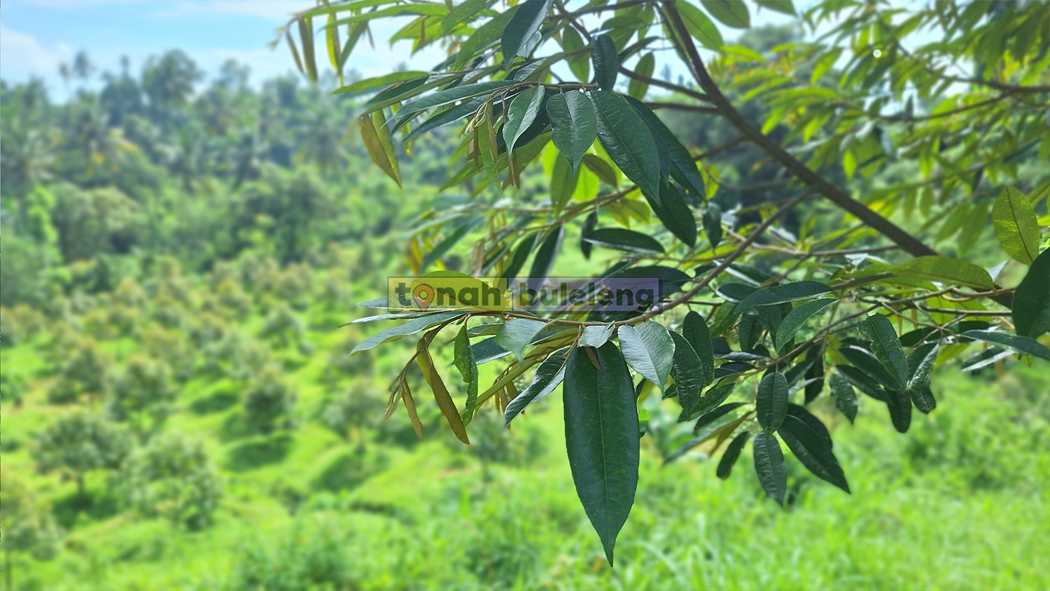Tanah Buleleng - Dijual Tanah Kebun Luas Jenis Durian Musangking Desa Panji - gambar 1