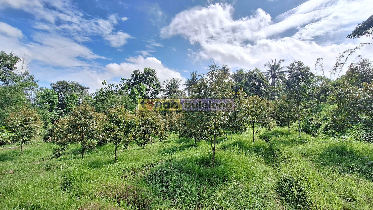 Tanah Buleleng - Dijual Tanah Kebun Luas Jenis Durian Musangking Desa Panji - gambar 2