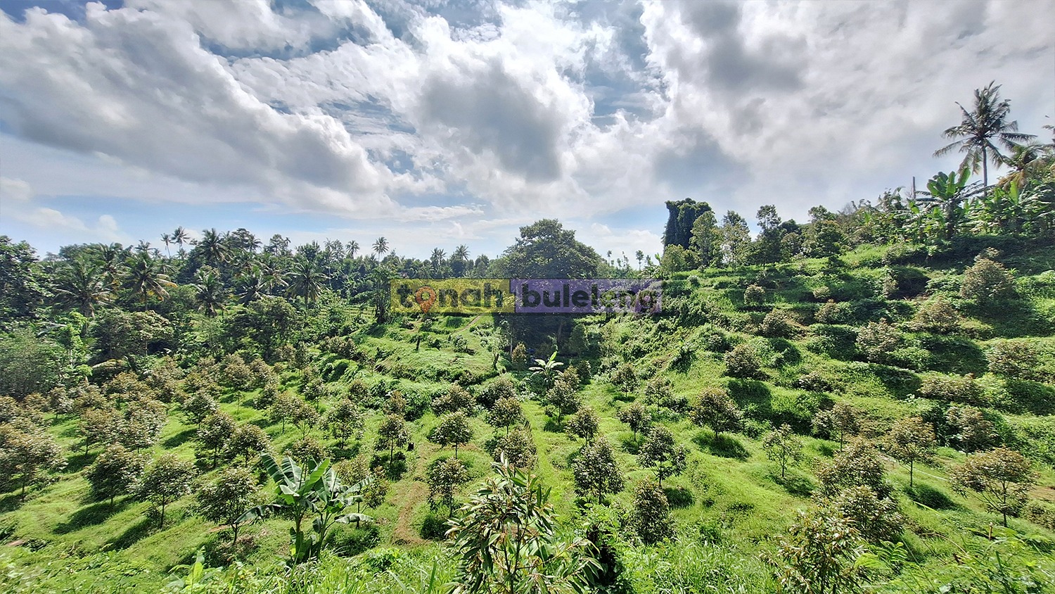 Tanah Buleleng - Dijual Tanah Kebun Luas Jenis Durian Musangking Desa Panji - gambar 3
