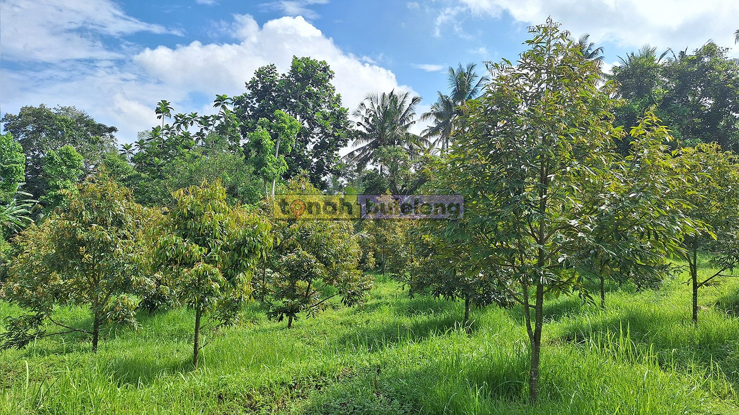 Tanah Buleleng - Dijual Tanah Kebun Luas Jenis Durian Musangking Desa Panji - gambar 4