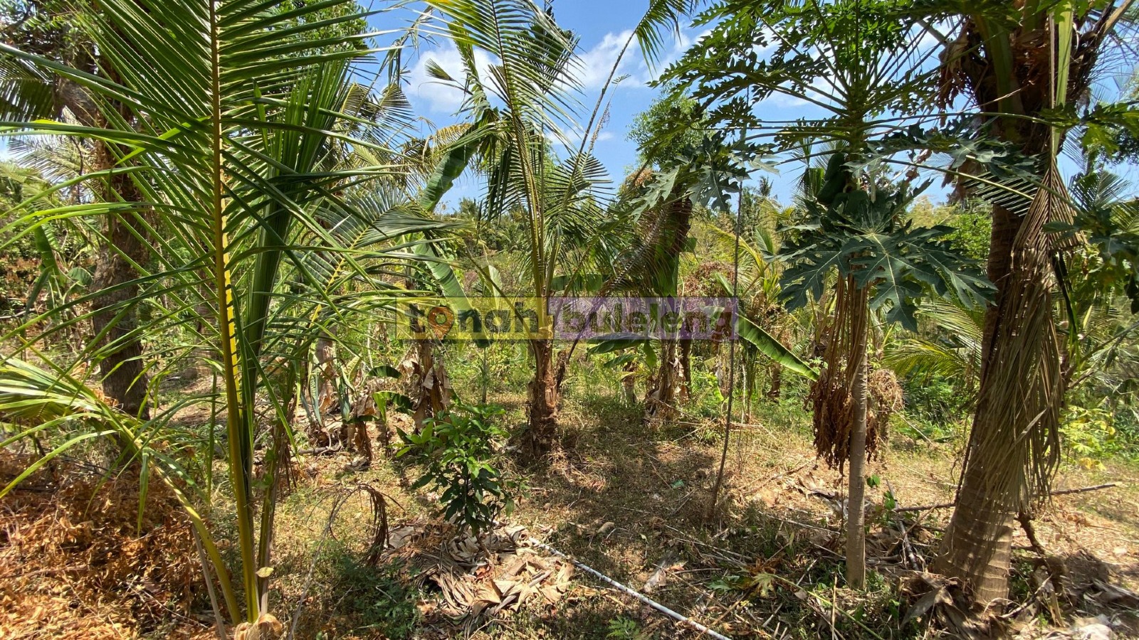 Tanah Buleleng - Dijual Tanah Kosong 20 are di Kubutambahan - gambar 2