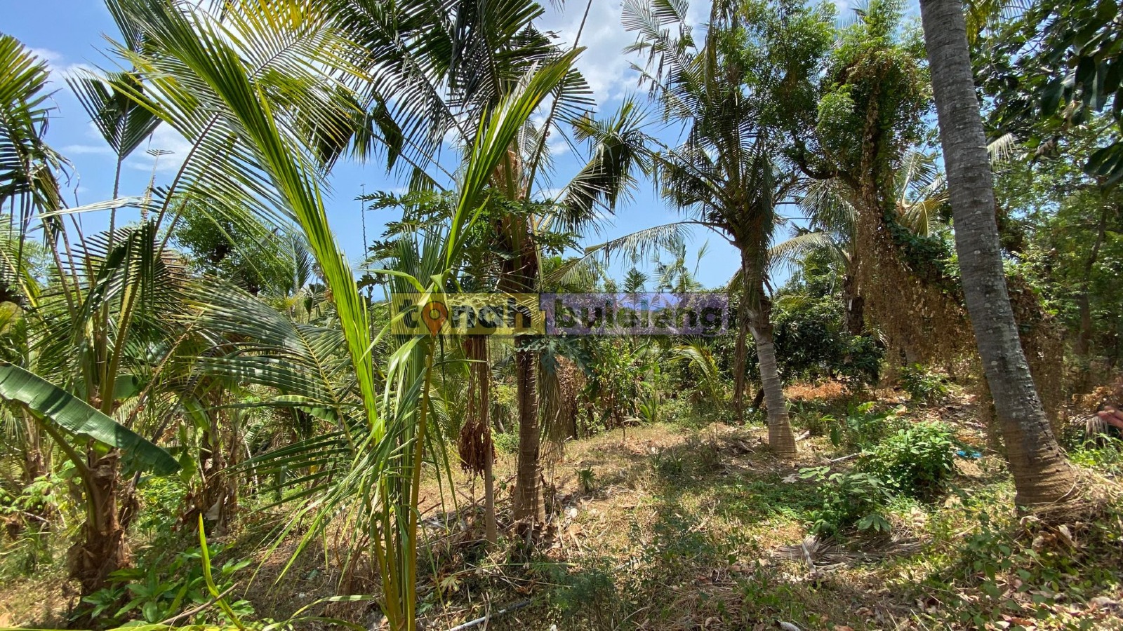Tanah Buleleng - Dijual Tanah Kosong 20 are di Kubutambahan - gambar 3