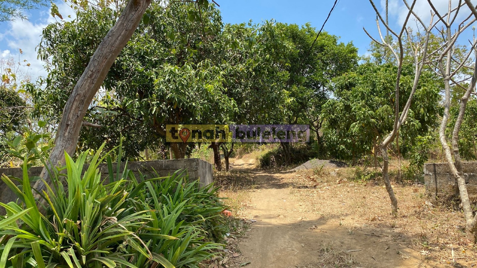 Tanah Buleleng - Dijual Tanah Kosong 20 are di Kubutambahan - gambar 4