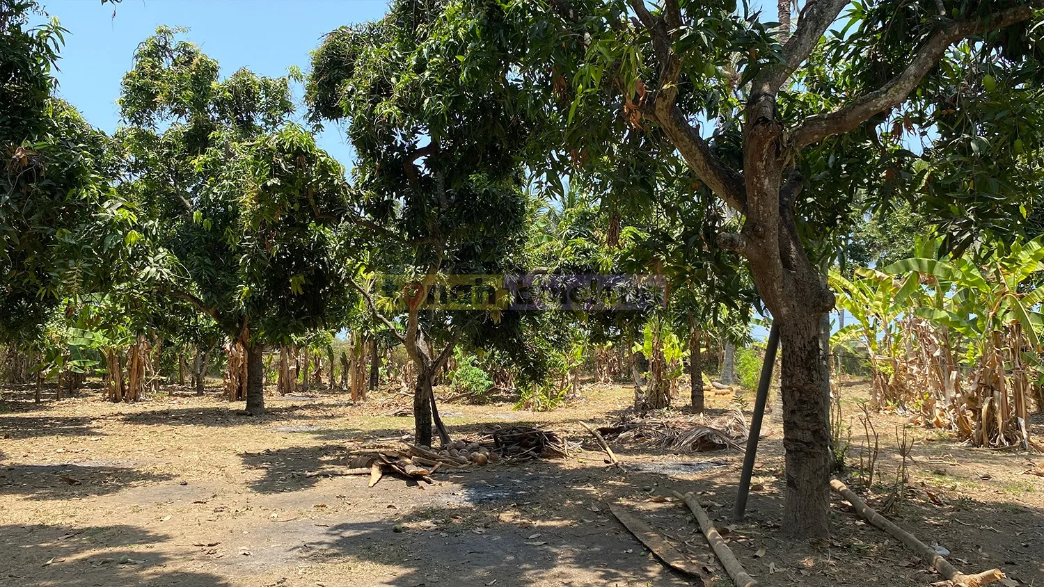 Tanah Buleleng - Tanah 1 Hektare Kebun Mangga Dekat Pantai Tambak di Gerokgak - gambar 2
