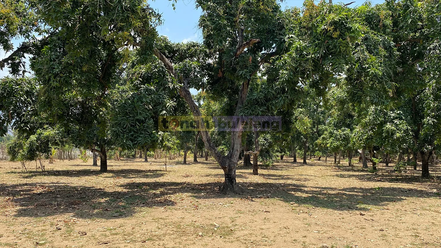 Tanah Buleleng - Tanah 1 Hektare Kebun Mangga Dekat Pantai Tambak di Gerokgak - gambar 3