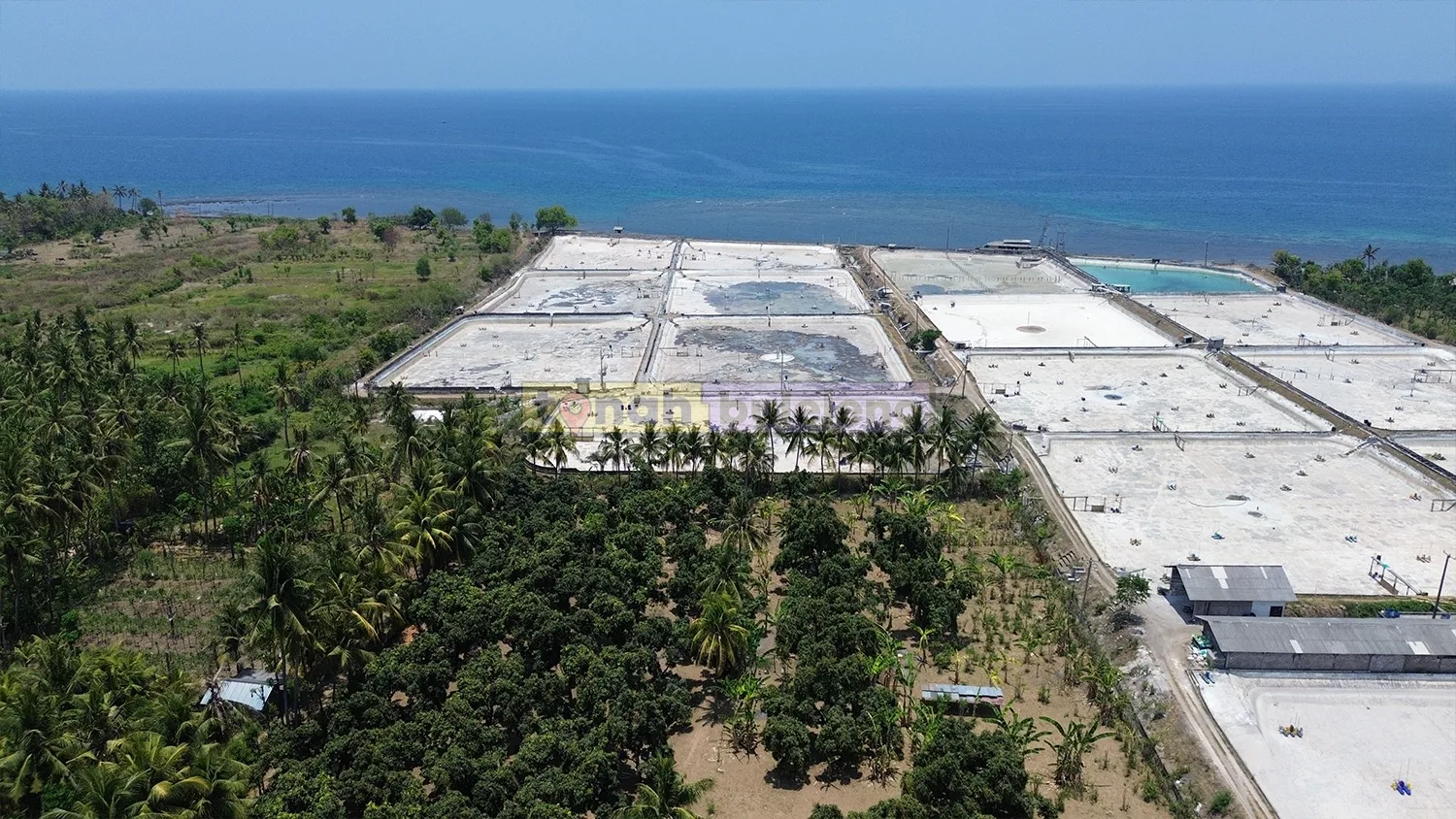 Tanah Buleleng - Tanah 1 Hektare Kebun Mangga Dekat Pantai Tambak di Gerokgak - gambar 4