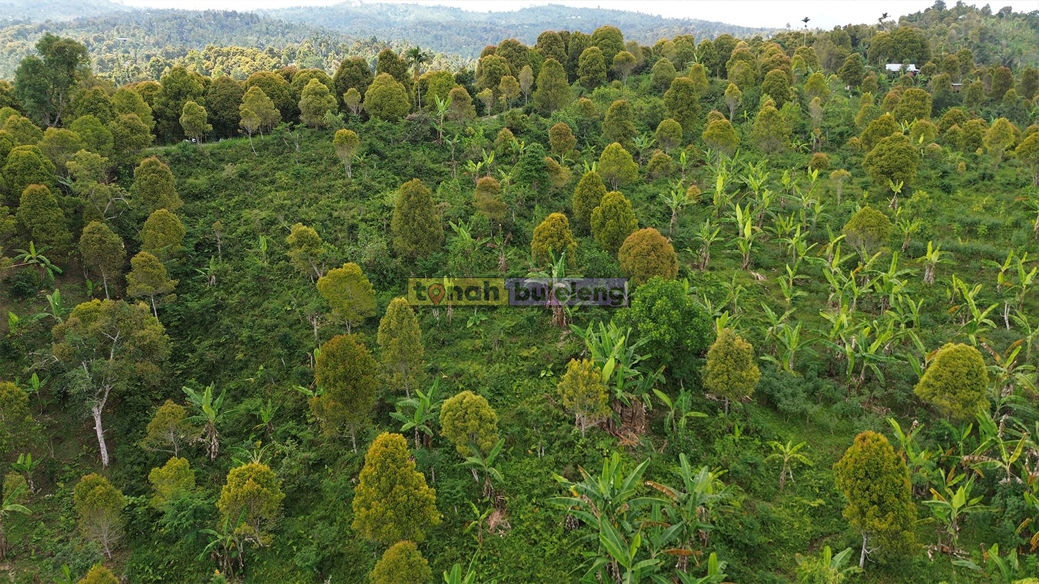Tanah Buleleng - Tanah 5 Hektare View Laut Buleleng - gambar 3