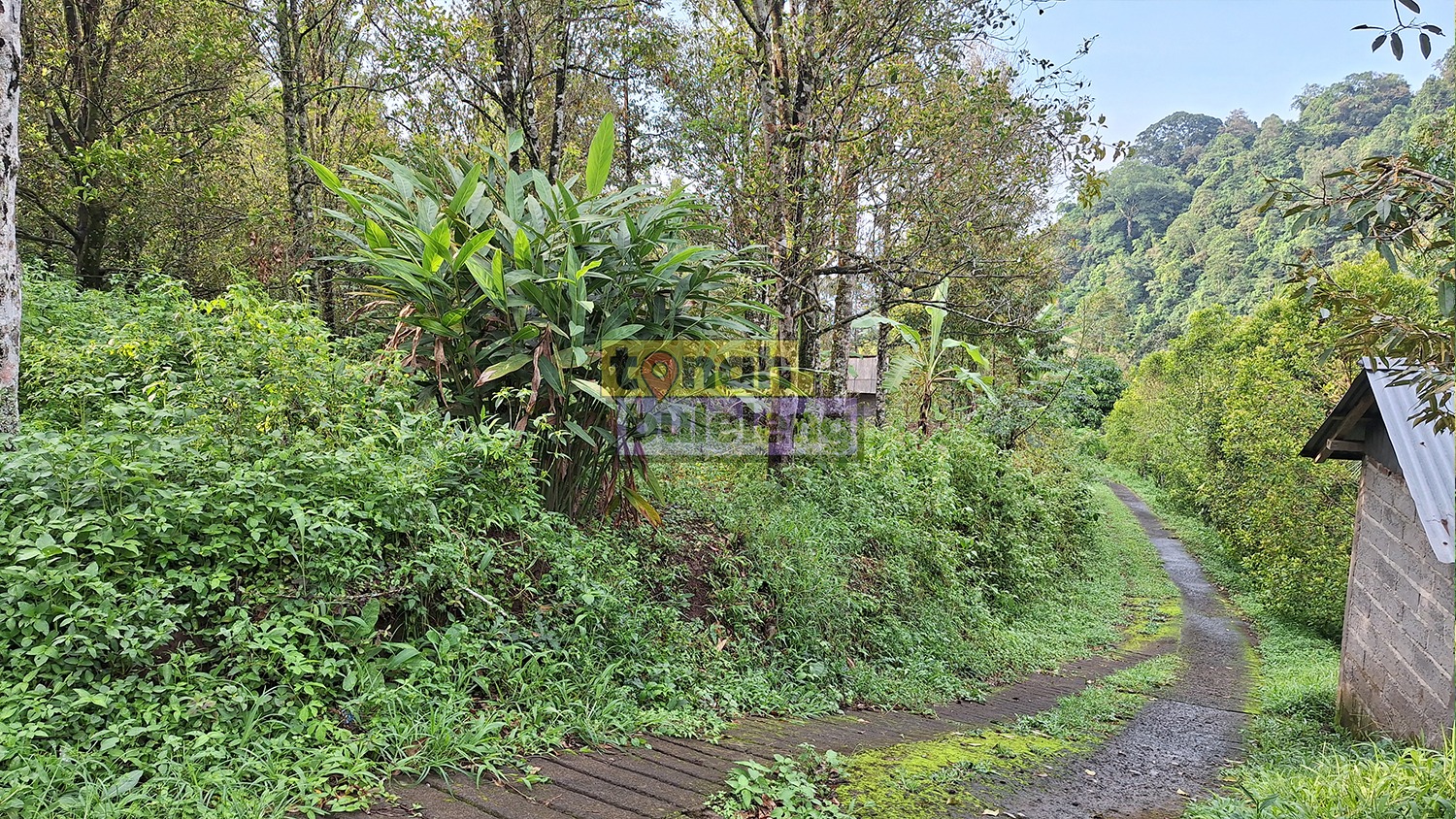 Tanah Buleleng - Tanah Cengkeh 19 Are di Sukasada - gambar 3