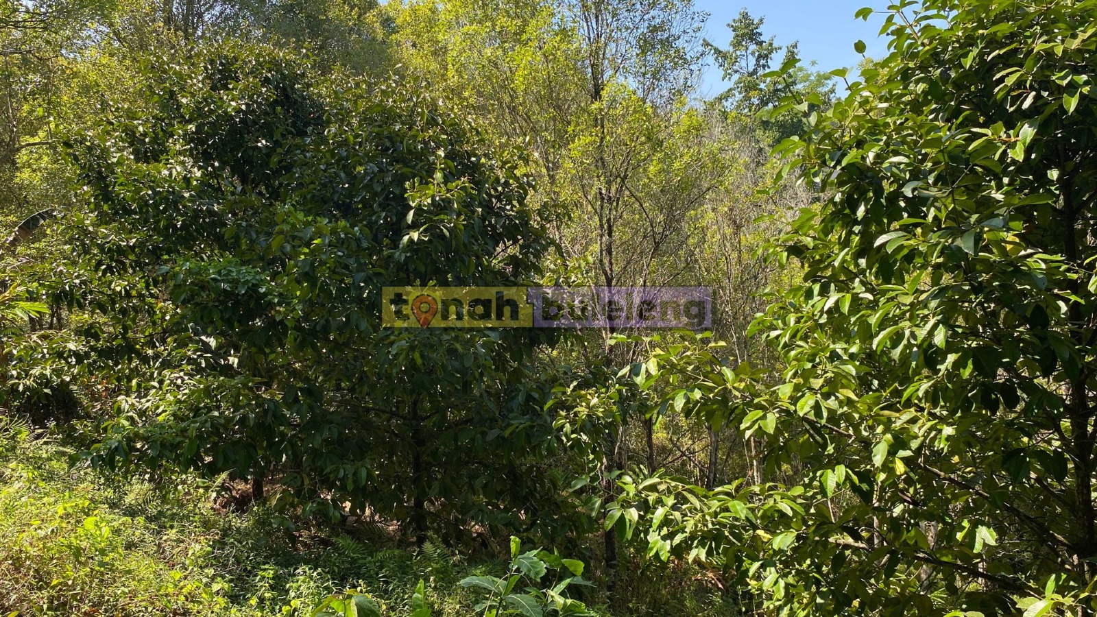 Tanah Buleleng - Tanah Cengkeh Murah di Desa Pedawa Buleleng - gambar 1