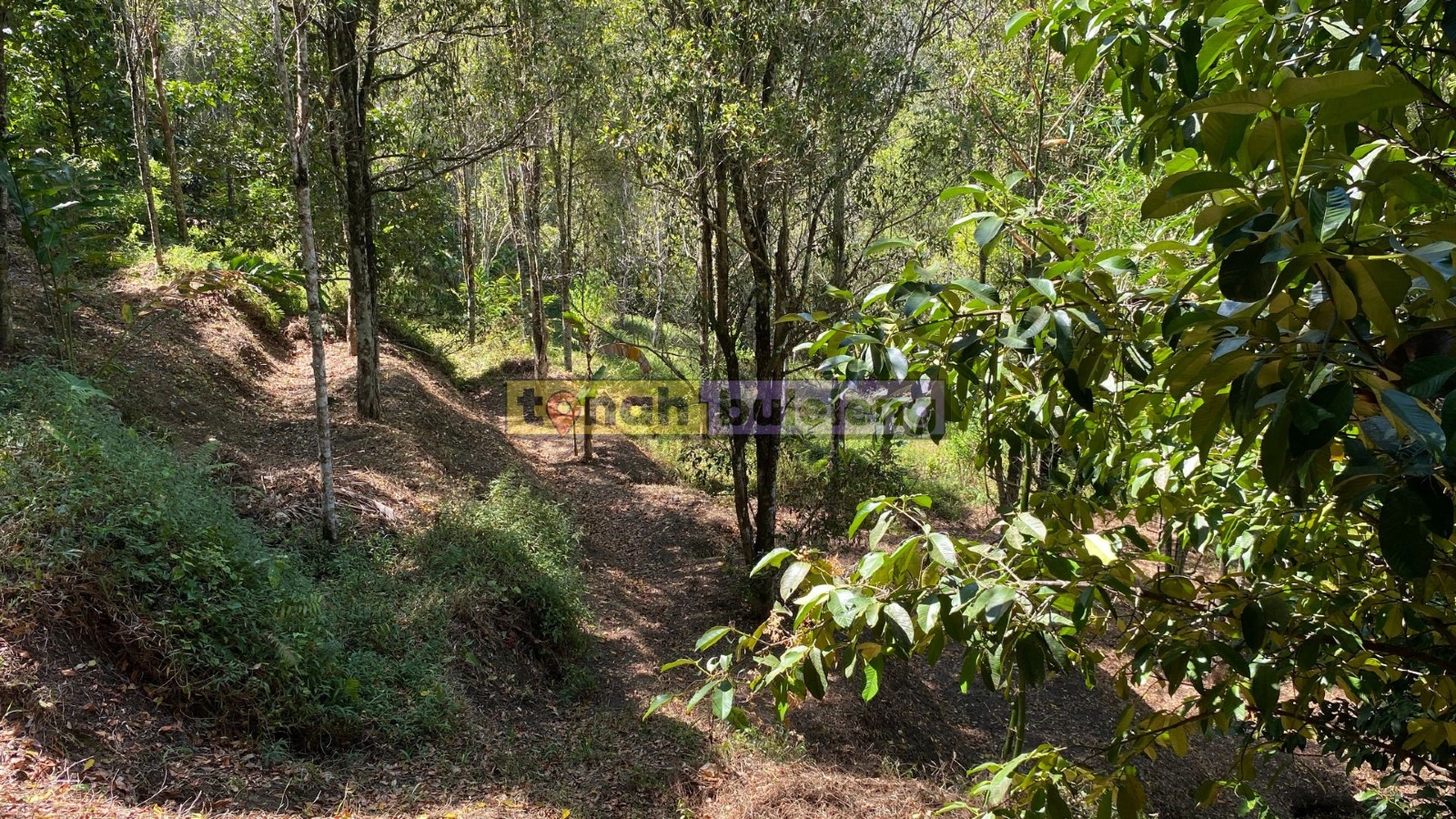 Tanah Buleleng - Tanah Cengkeh Murah di Desa Pedawa Buleleng - gambar 2