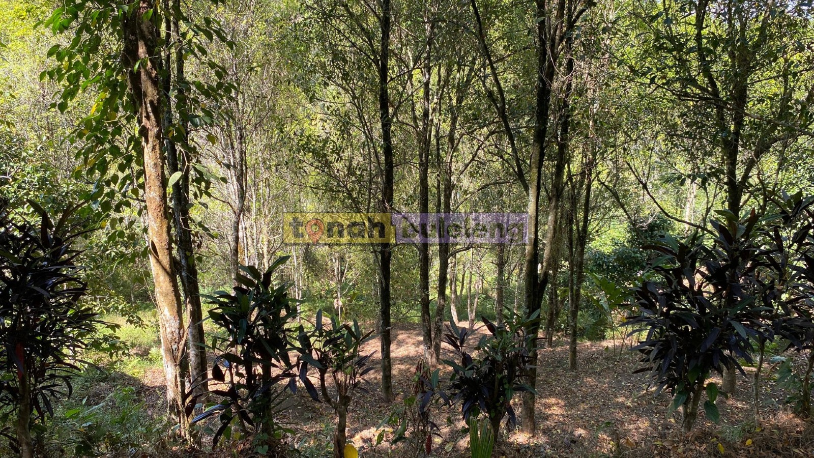 Tanah Buleleng - Tanah Cengkeh Murah di Desa Pedawa Buleleng - gambar 3