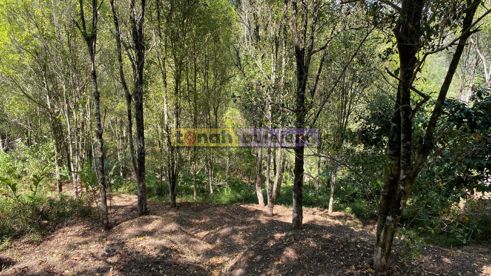 Tanah Buleleng - Tanah Cengkeh Murah di Desa Pedawa Buleleng - gambar 4