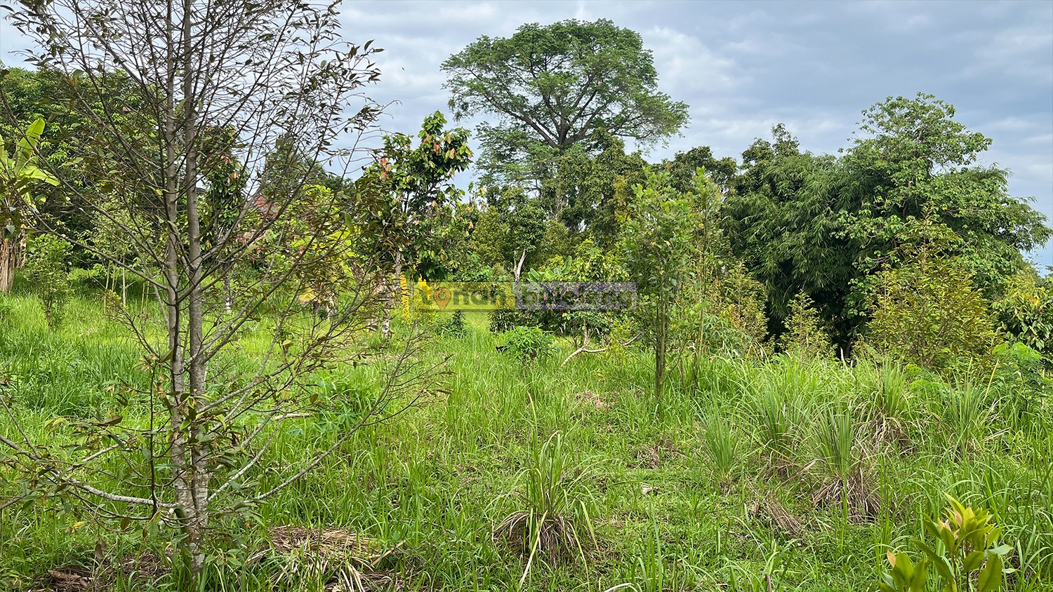 Tanah Buleleng - Tanah Cocok Untuk Kebun di Tegalinggah Buleleng - gambar 3