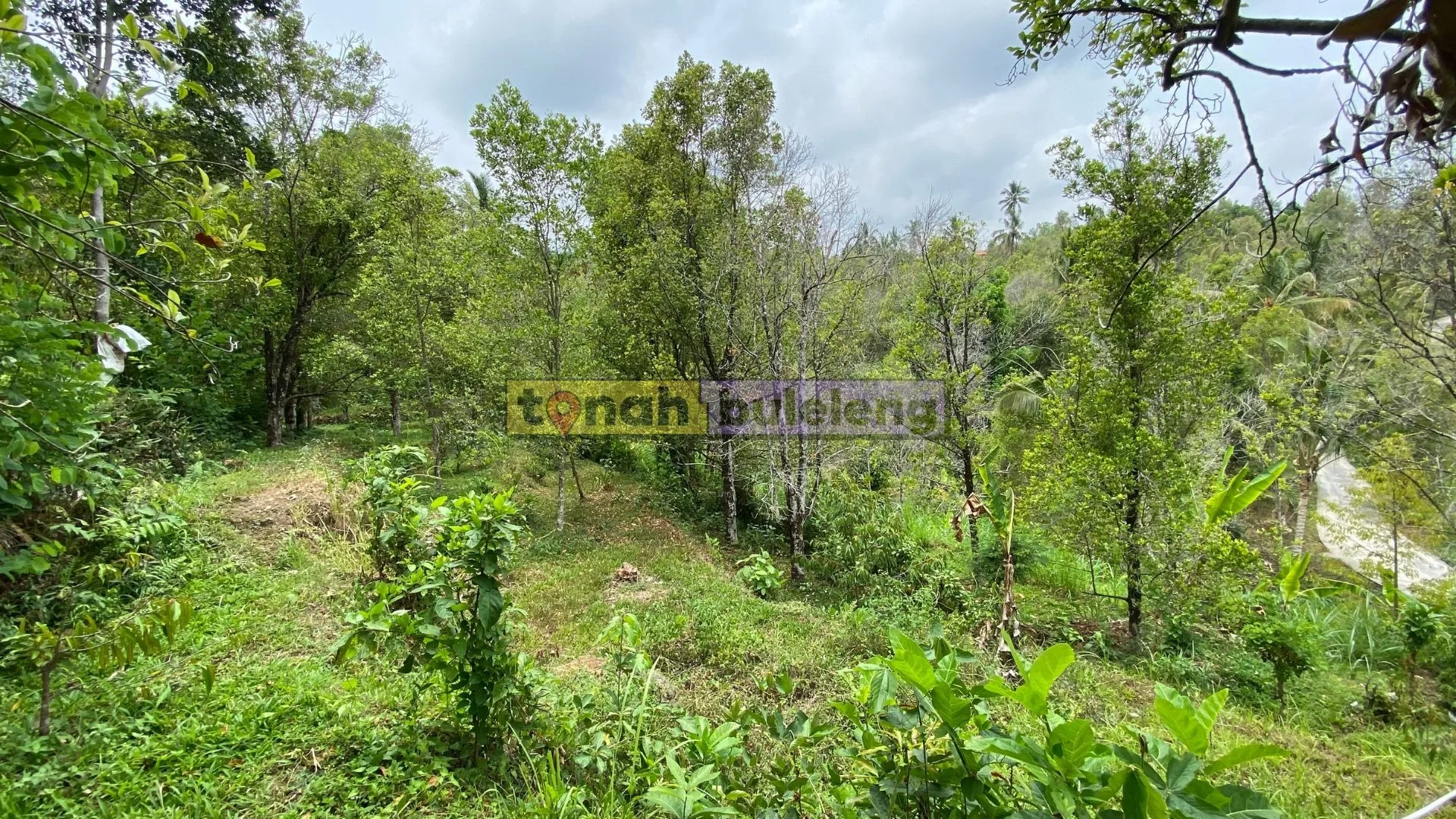 Tanah Buleleng - Tanah Kebun Cengkeh 26 are Dekat Wisata Aling Aling - gambar 3