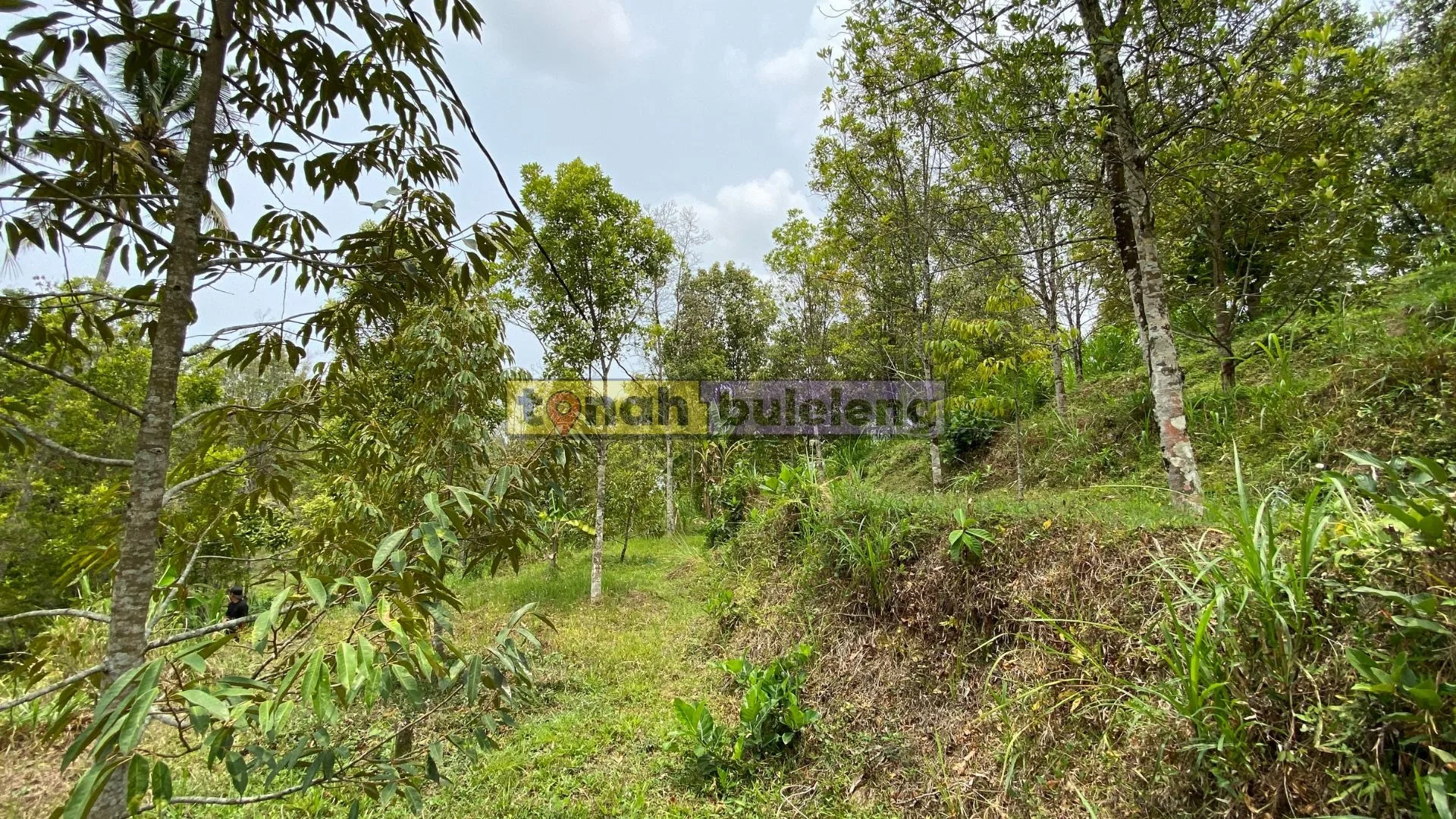 Tanah Buleleng - Tanah Kebun Cengkeh 26 are Dekat Wisata Aling Aling - gambar 5