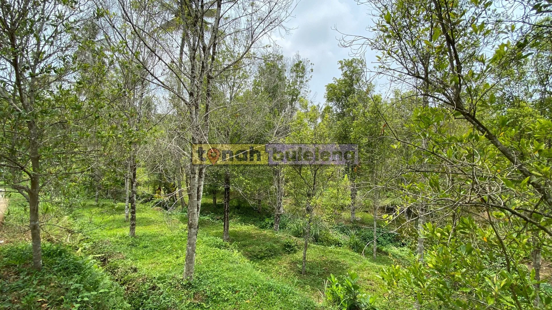 Tanah Buleleng - Tanah Kebun Cengkeh 26 are Dekat Wisata Aling Aling - gambar 1