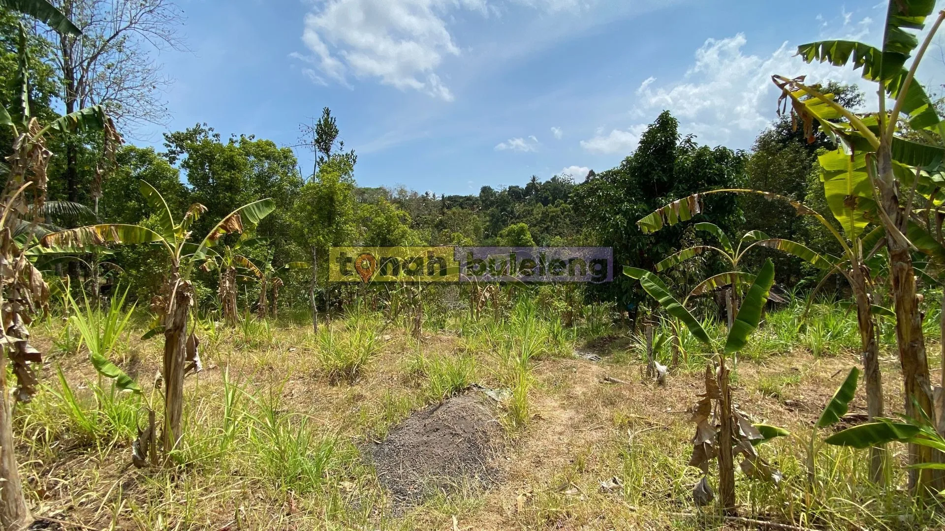Tanah Buleleng - Tanah Kebun Cengkeh di Tegallinggah - gambar 1