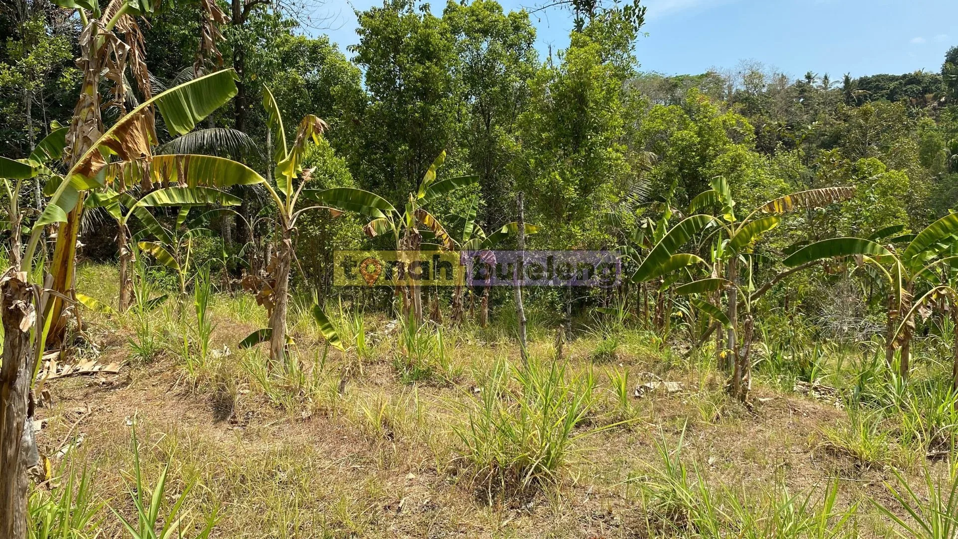 Tanah Buleleng - Tanah Kebun Cengkeh di Tegallinggah - gambar 2