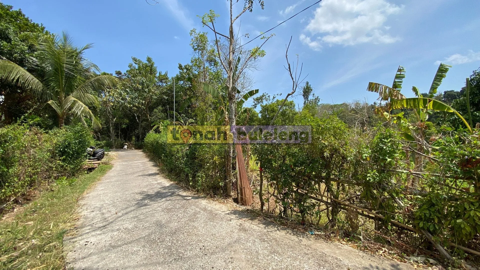 Tanah Buleleng - Tanah Kebun Cengkeh di Tegallinggah - gambar 5