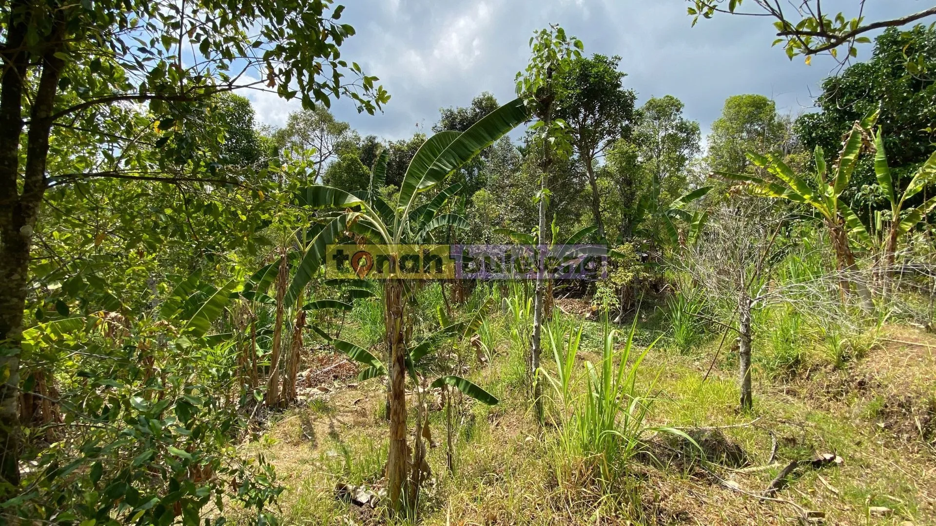 Tanah Buleleng - Tanah Kebun Cengkeh di Tegallinggah - gambar 3