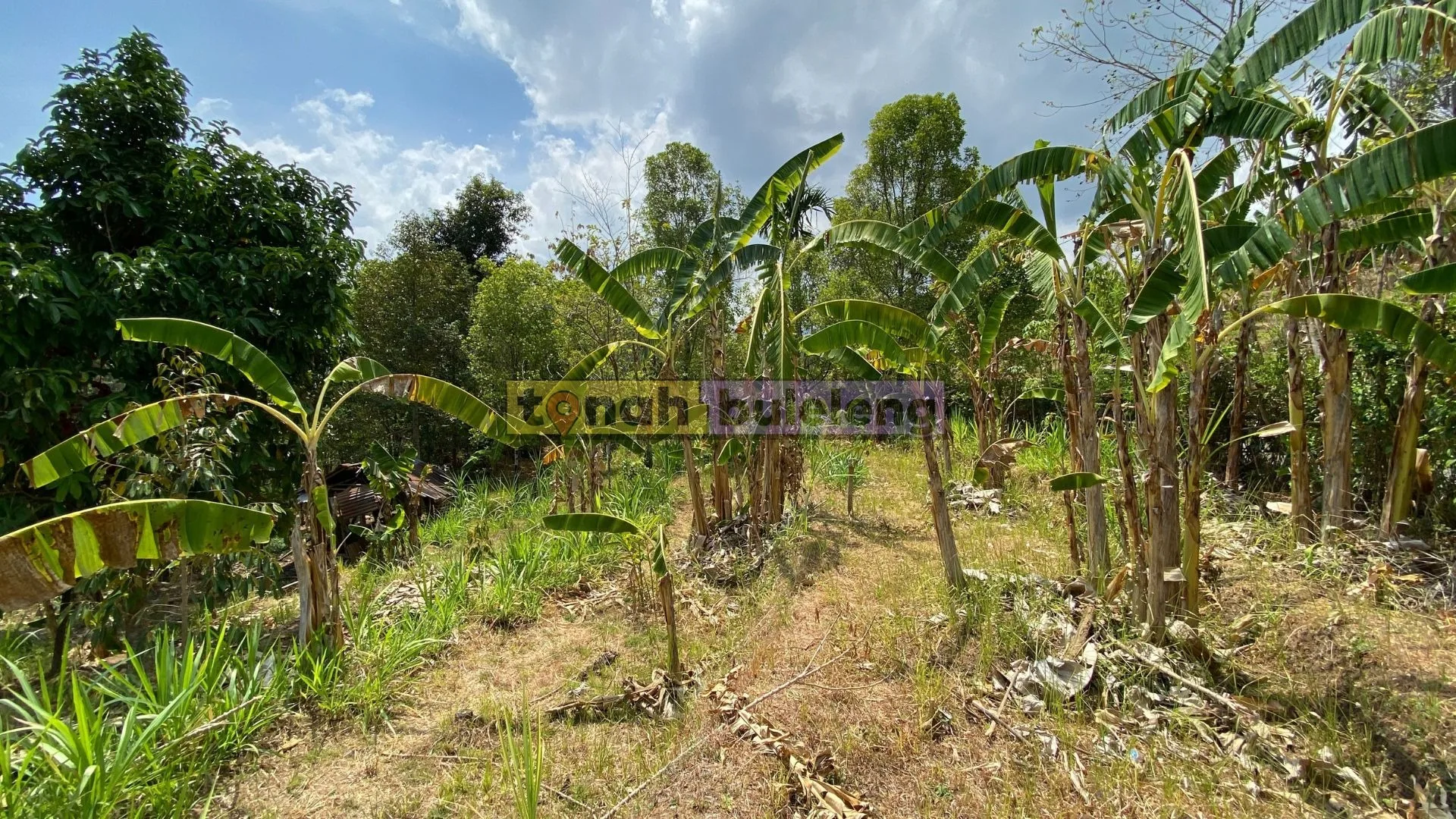 Tanah Buleleng - Tanah Kebun Cengkeh di Tegallinggah - gambar 4