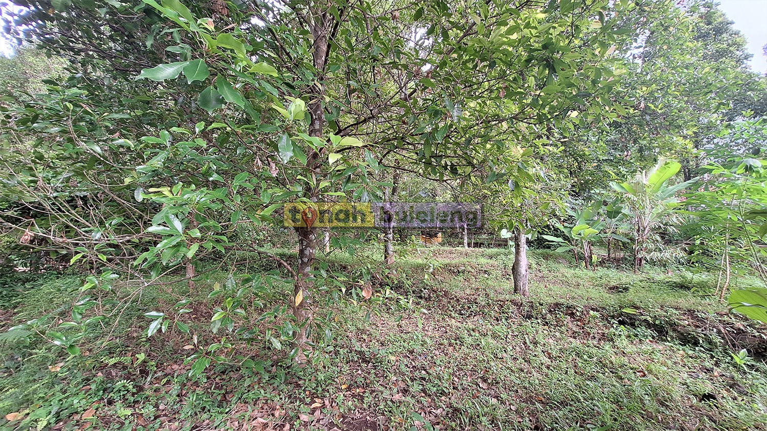 Tanah Buleleng - Tanah Kebun Cengkeh Pinggir Jalan di Panji Anom - gambar 1