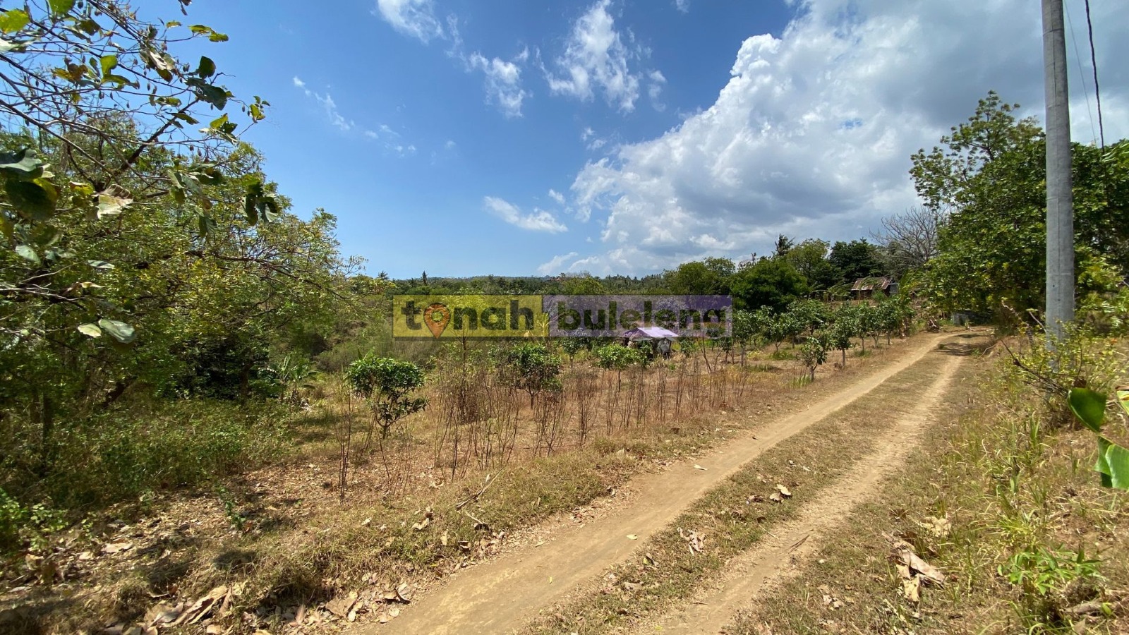 Tanah Buleleng - Tanah Kebun di Dataran Tinggi Kubutambahan - gambar 1