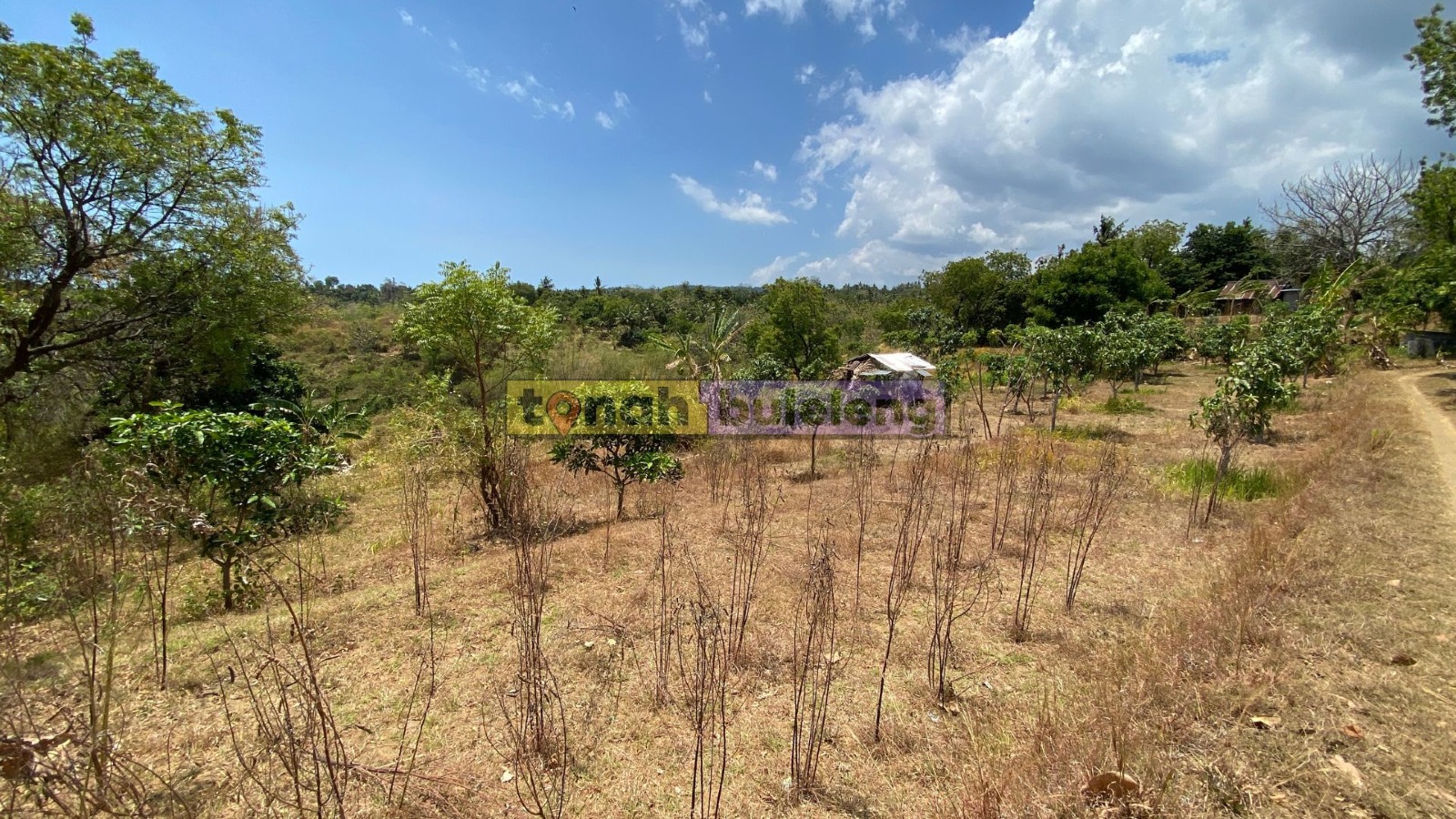 Tanah Buleleng - Tanah Kebun di Dataran Tinggi Kubutambahan - gambar 2
