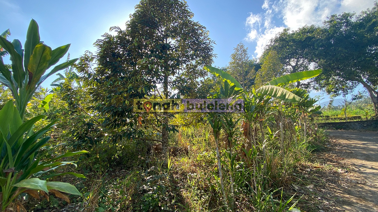 Tanah Buleleng - Tanah Kebun Durian Luas 4 Are di Desa Panji - gambar 1