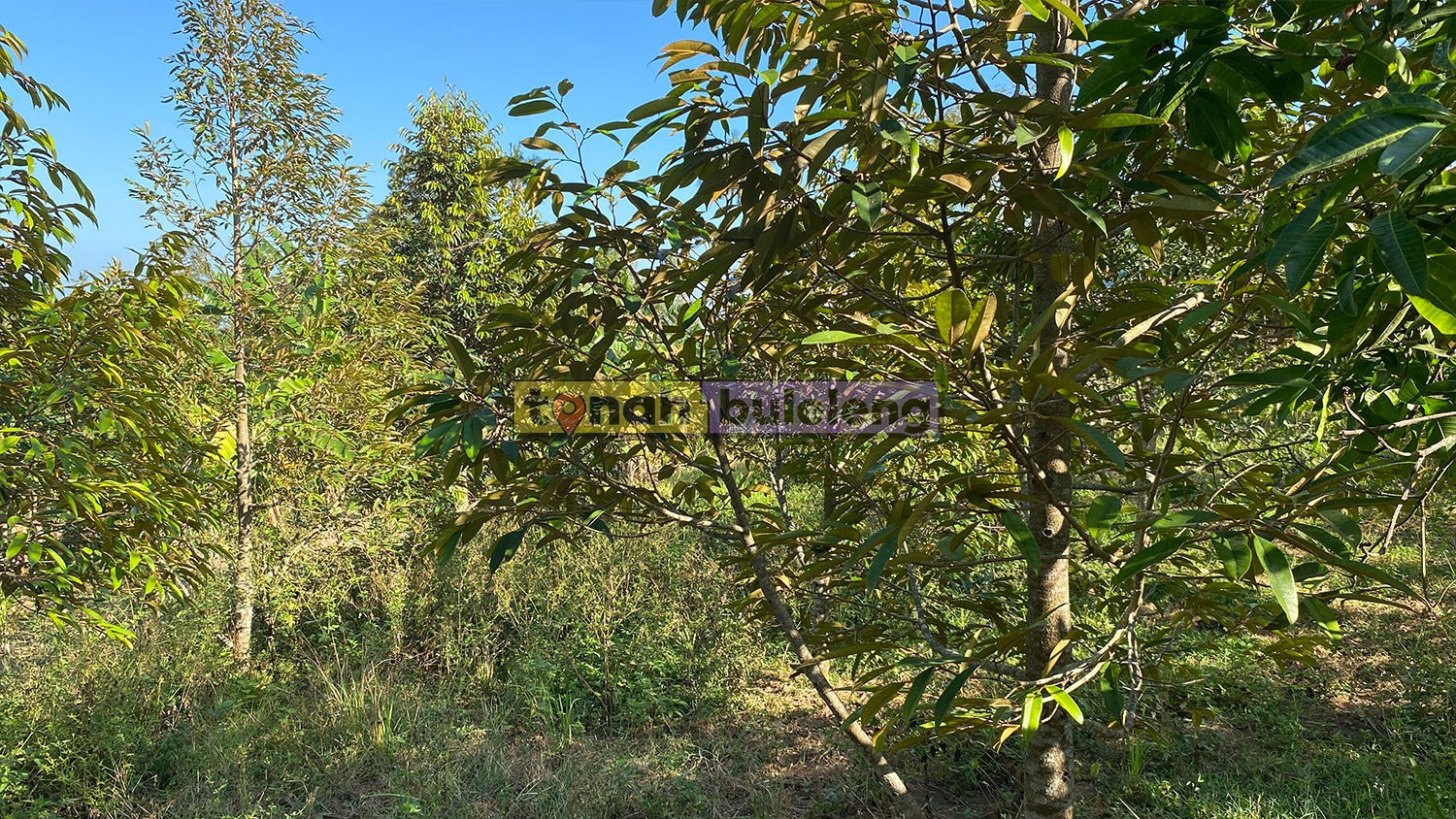Tanah Buleleng - Tanah Kebun Durian Luas 4 Are di Desa Panji - gambar 4