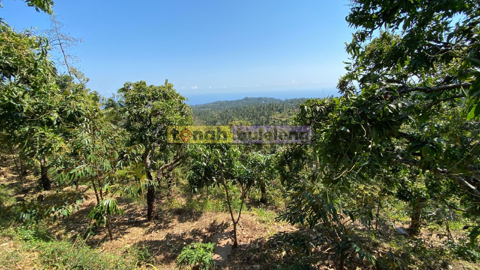 Tanah Buleleng - Tanah Kebun Mangga Dapat View Laut di Kubutambahan - gambar 1