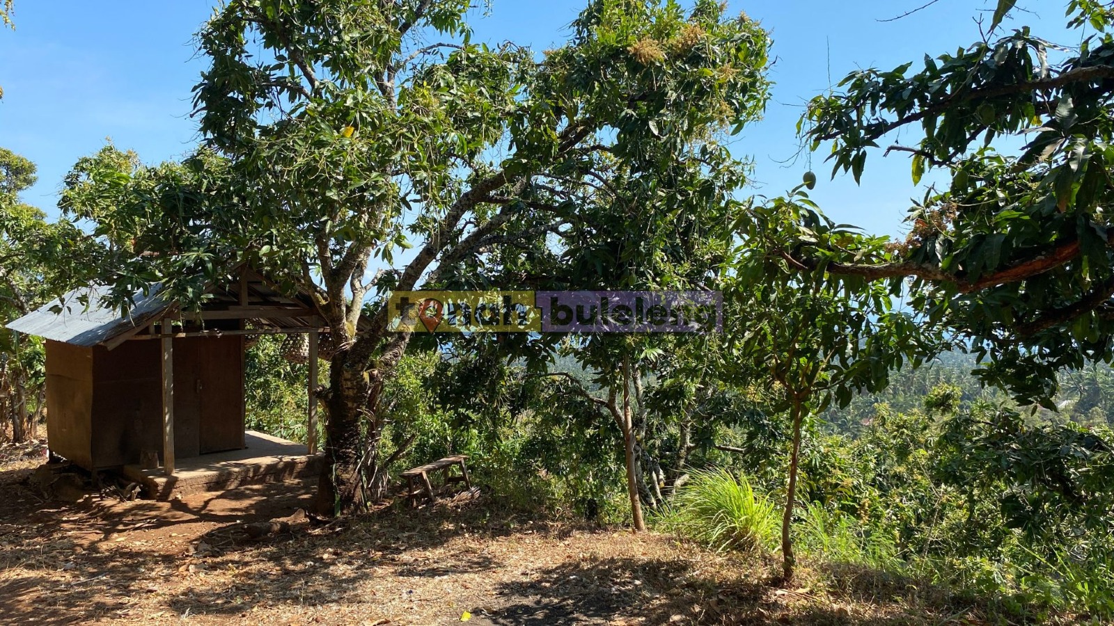 Tanah Buleleng - Tanah Kebun Mangga Dapat View Laut di Kubutambahan - gambar 2
