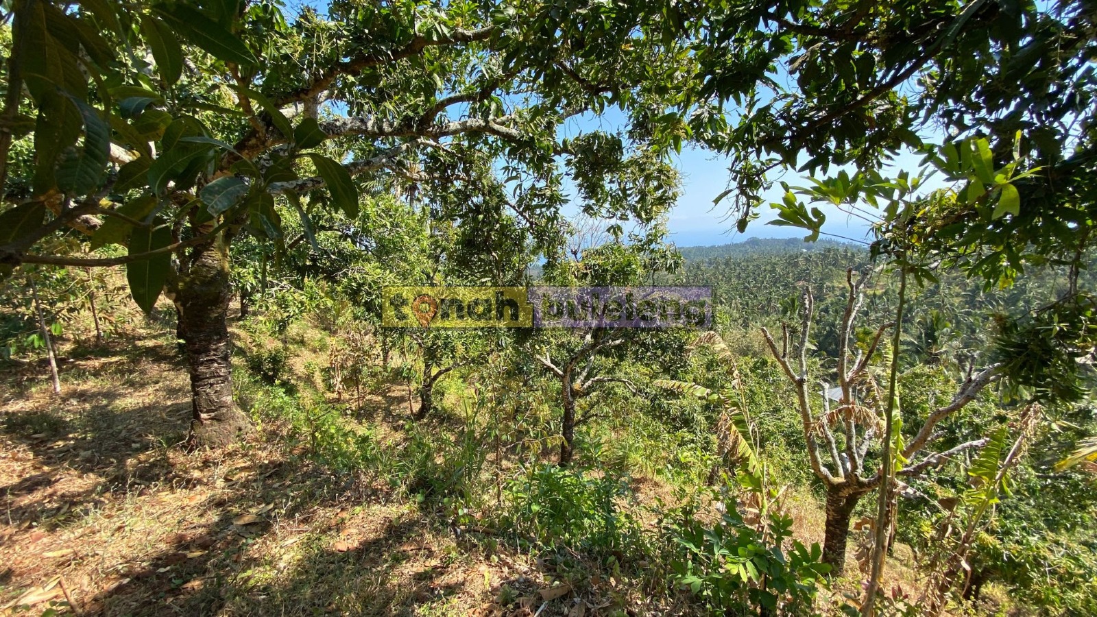 Tanah Buleleng - Tanah Kebun Mangga Dapat View Laut di Kubutambahan - gambar 3