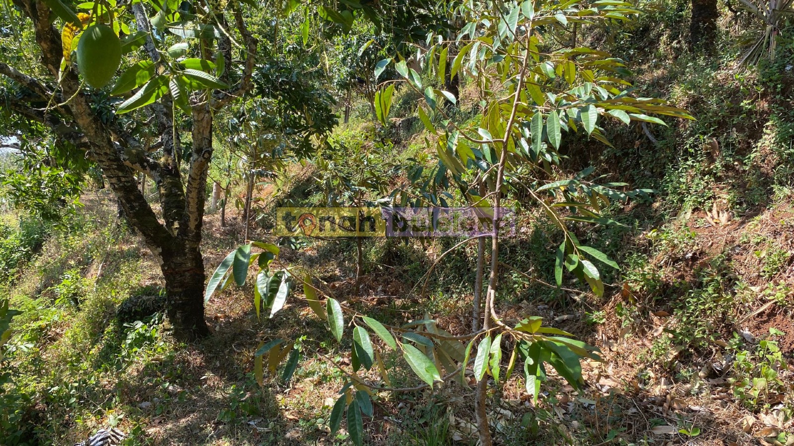 Tanah Buleleng - Tanah Kebun Mangga Dapat View Laut di Kubutambahan - gambar 4