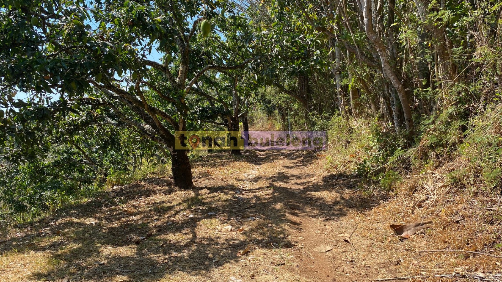 Tanah Buleleng - Tanah Kebun Mangga Dapat View Laut di Kubutambahan - gambar 5