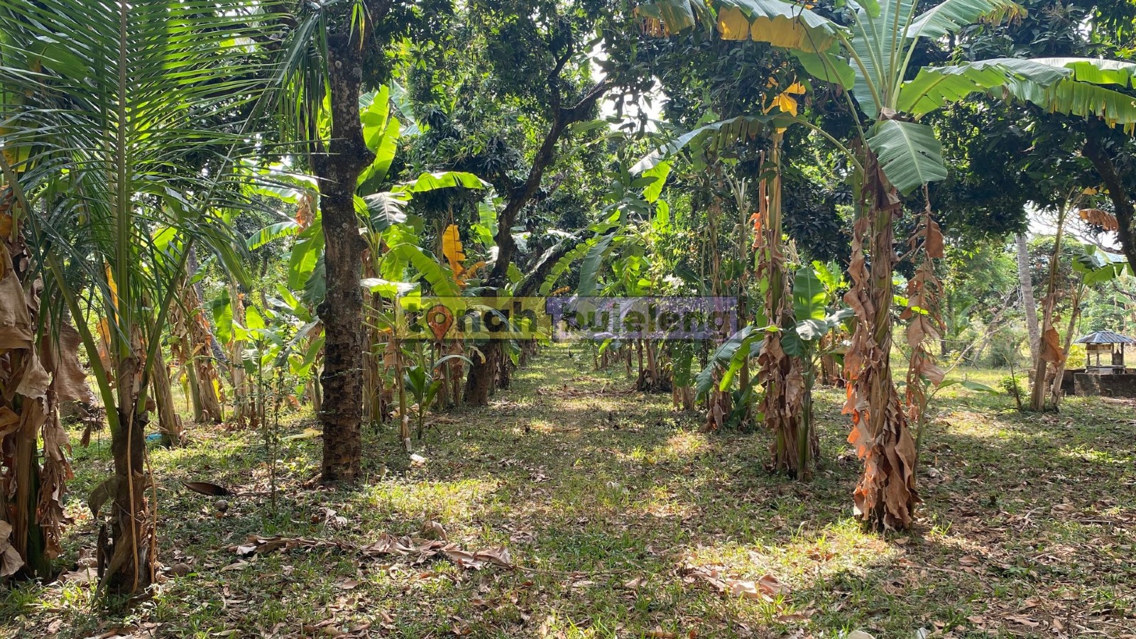 Tanah Buleleng - Tanah Kebun Murah di Desa Bulian Kubutambahan - gambar 1