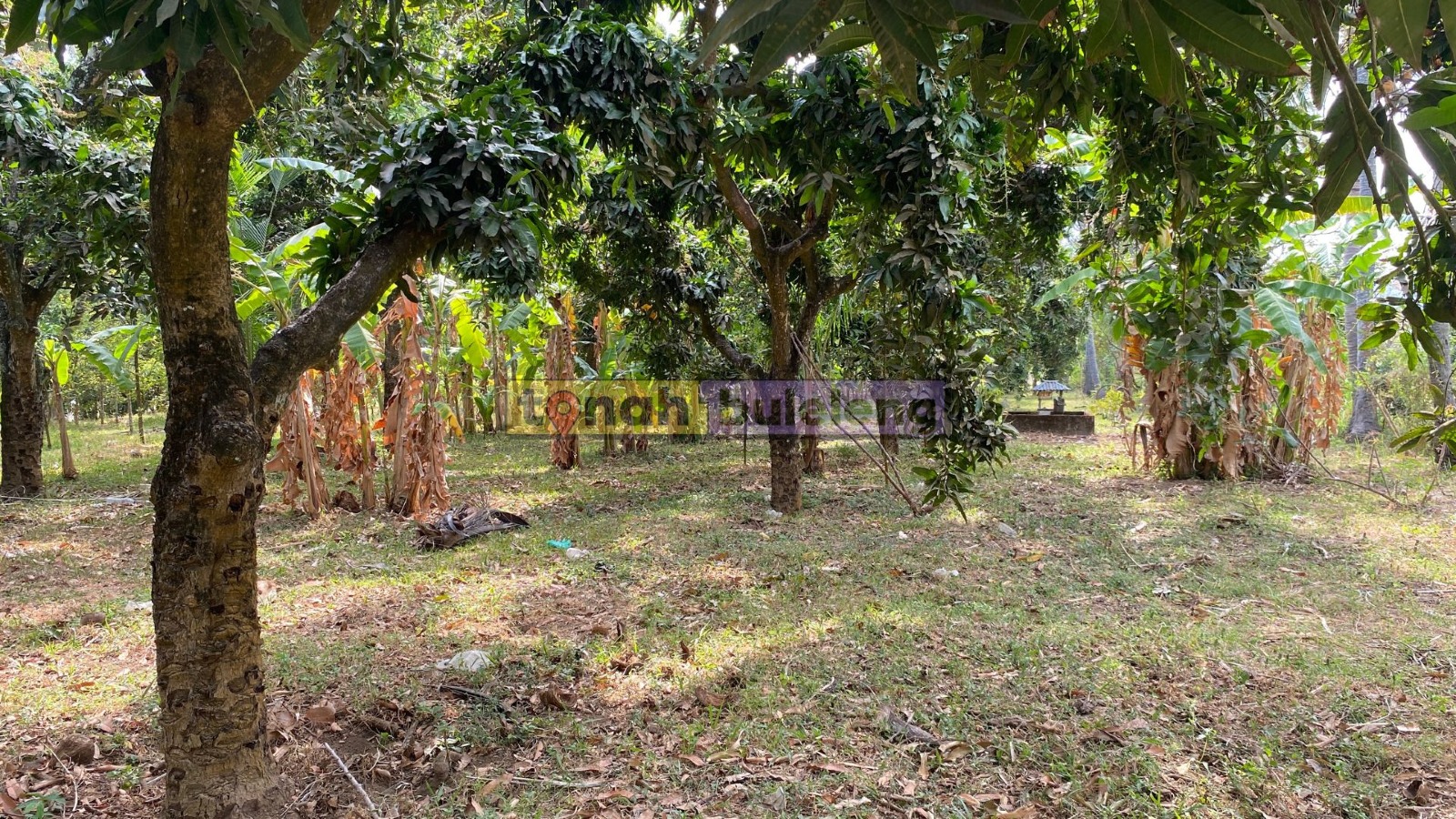 Tanah Buleleng - Tanah Kebun Murah di Desa Bulian Kubutambahan - gambar 2