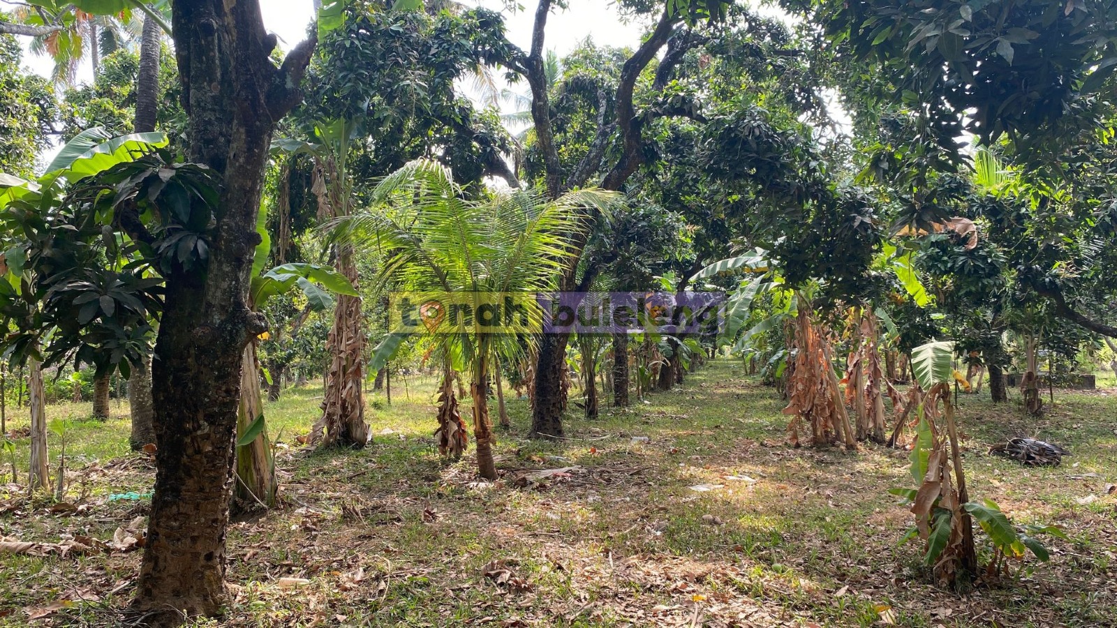 Tanah Buleleng - Tanah Kebun Murah di Desa Bulian Kubutambahan - gambar 3