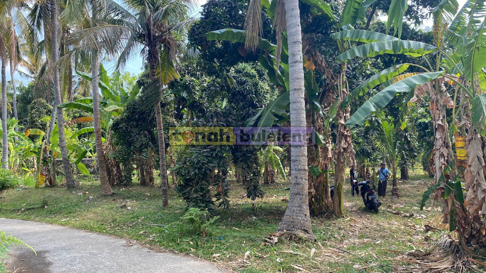 Tanah Buleleng - Tanah Kebun Murah di Desa Bulian Kubutambahan - gambar 4