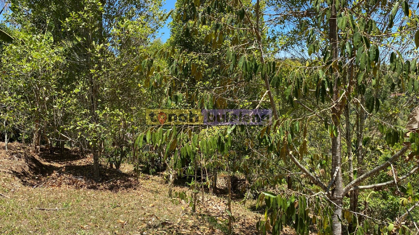 Tanah Buleleng - Tanah Kebun Pinggir Jalan Luas 7 are di Tigawasa - gambar 1